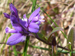 Common milkwort