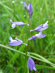 Well-separated flowers