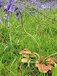 Bluebell and mushrooms