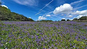 Field of bluebells