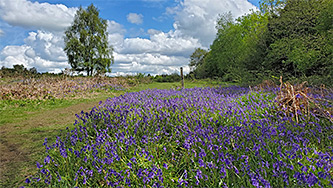 Path past bluebells