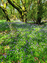 Bluebells and trees