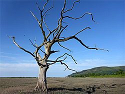 Tree and its shadow