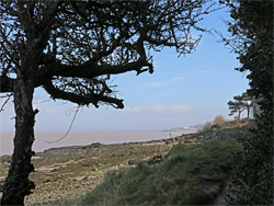 Shadowy tree