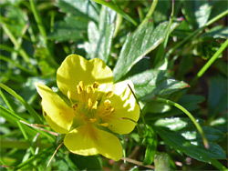 Potentilla erecta