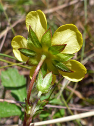 Potentilla reptans