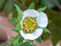 Potentilla sterilis