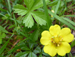 Hybrid cinquefoil