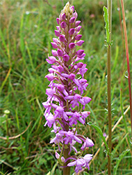 Fragrant orchid