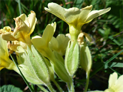 Greenish yellow flowers