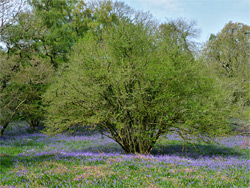 Bluebells below a tree