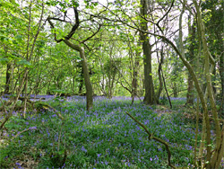 Bluebells and trees