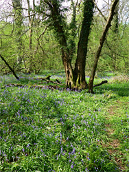 Trees and bluebells