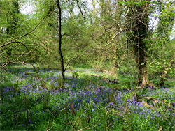 Bluebells and long grass