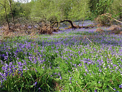 Bluebells and a fallen tree