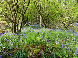 Bluebells and branched trees