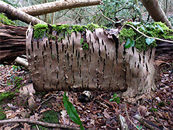 Hanging bark