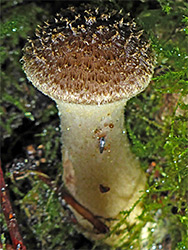 Bulbous honey fungus