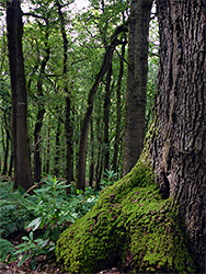 Moss and ferns