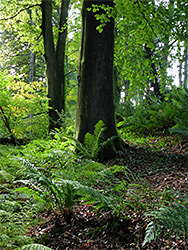 Sun on ferns