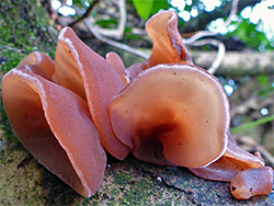 Jelly ear