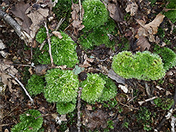 Moss patches