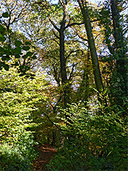 Path through beech woods