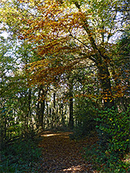 Leaves on a path