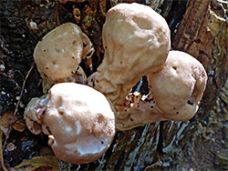 Pestle puffball