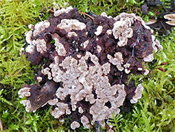 Silverleaf fungus