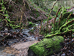 Mossy logs