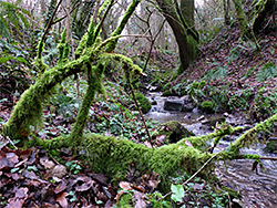 Moss-covered branches