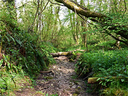 Dry streambed