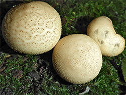 Stump puffball