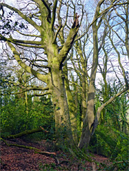 Beech trees