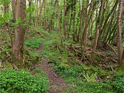 Ferns and wildflowers