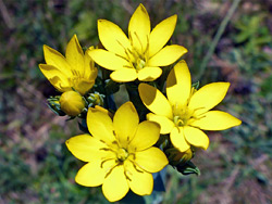 Yellow wort