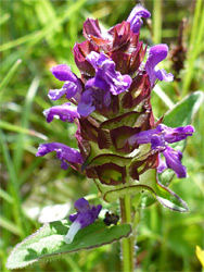 Purple flowers