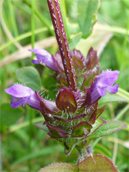 Selfheal