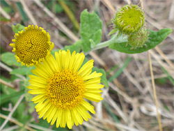 Yellow flowerheads