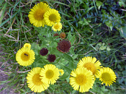 Common fleabane