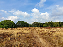 Grassland path