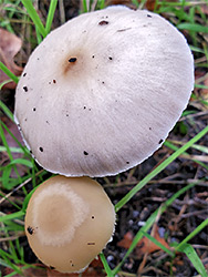 Pale brittlestem