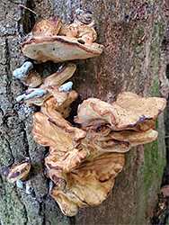 Giant polypore