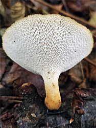 Tuberous polypore
