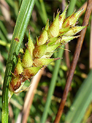 Hairy sedge