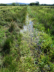 Overgrown rhyne