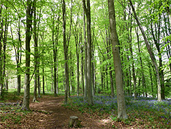 Path through bluebells