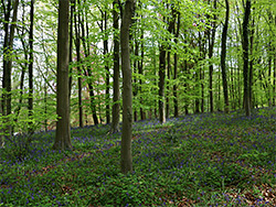 Beech and bluebells