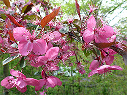 Crabapple flowers